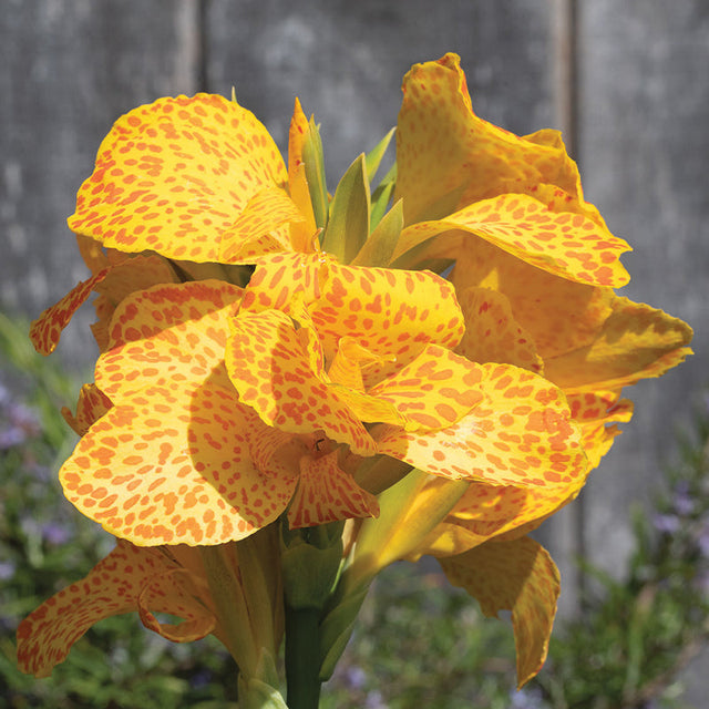 Canna Cannova Gold Leopard F1 Seed
