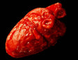 Heart Prop - The Bloody Organ Laboratory