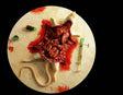 White Rat Autopsy Prop - The Bloody Organ Laboratory