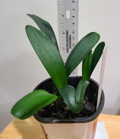 Clivia Seedling One Plant
