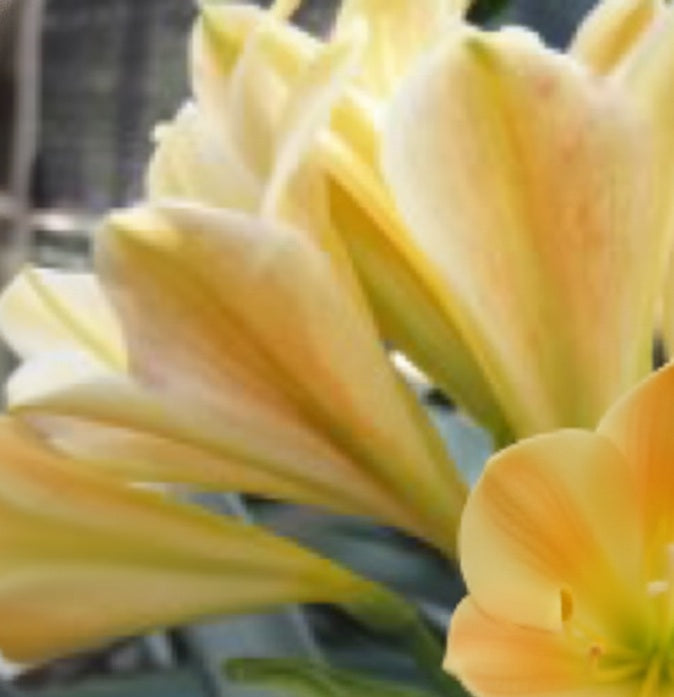 Clivia Seedling Bijou Doux x Naude Peach Plant