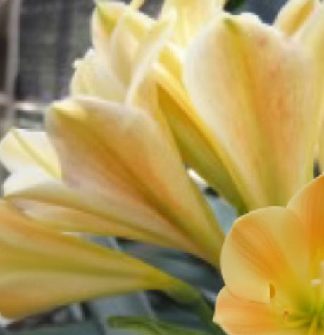 Clivia Seedling Bijou Doux x Naude Peach Plant