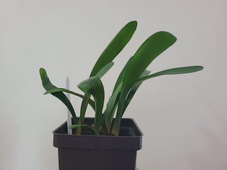 Clivia Hattori Green Throat Seedling