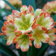 Clivia Hattori Green Throat Seedling