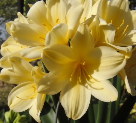 Clivia Seedling Magnifico x Blushing Virgin Plant