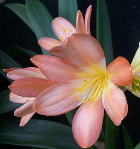 Clivia Seedling Plant 4-6 Inches Tall