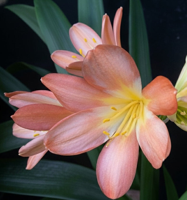 Clivia Seedling Plant 4-6 Inches Tall