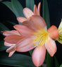 Clivia Seedling Plant 4-6 Inches Tall