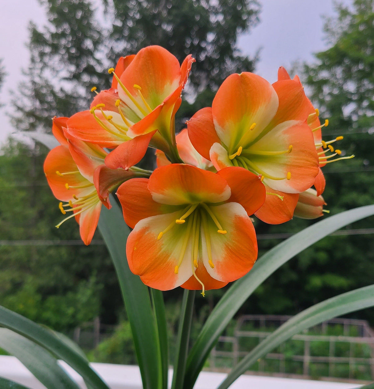 Clivia Plant Orange with Green Throat and White Edge