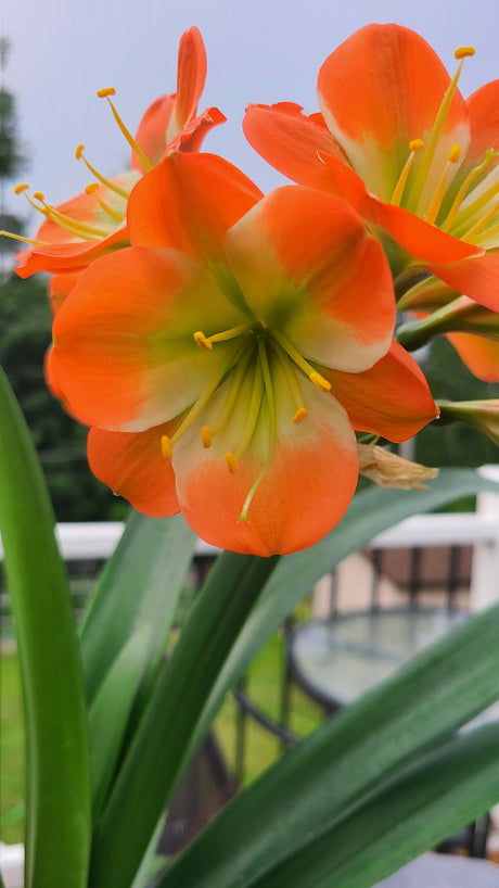 Clivia Plant Orange with Green Throat and White Edge