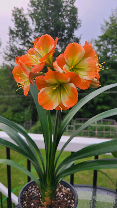 Clivia Plant Orange with Green Throat and White Edge