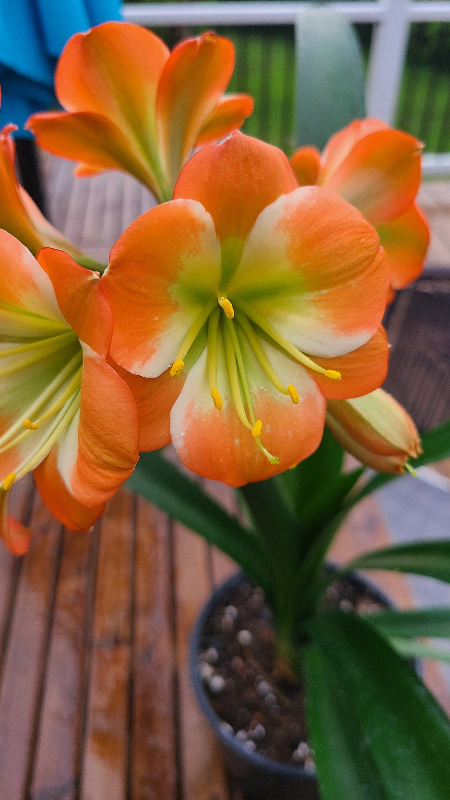 Clivia Plant Orange Bloom Seedling