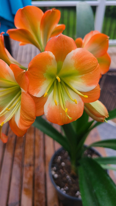 Clivia Plant Orange Bloom Seedling
