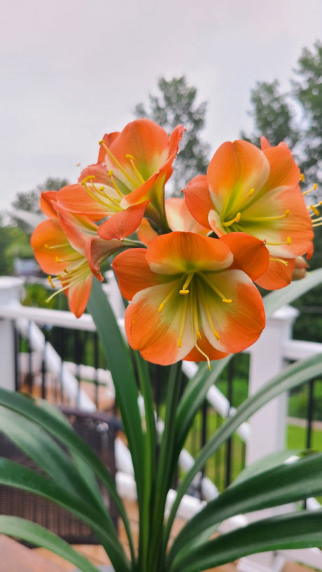 Clivia Plant Orange with Green Throat and White Edge