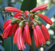 Clivia Dark Red Caulescens Seedling