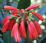 Clivia Dark Red Caulescens Seedling