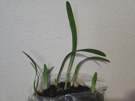 Clivia Dark Red Caulescens Seedling