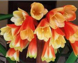 Clivia Interspecific Yellow Plant