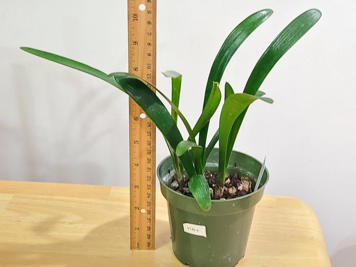 Clivia Interspecific Yellow Plant