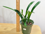 Clivia Interspecific Yellow Plant