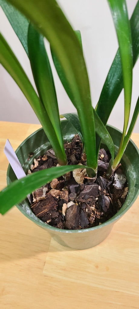 Clivia Interspecific Yellow Plant