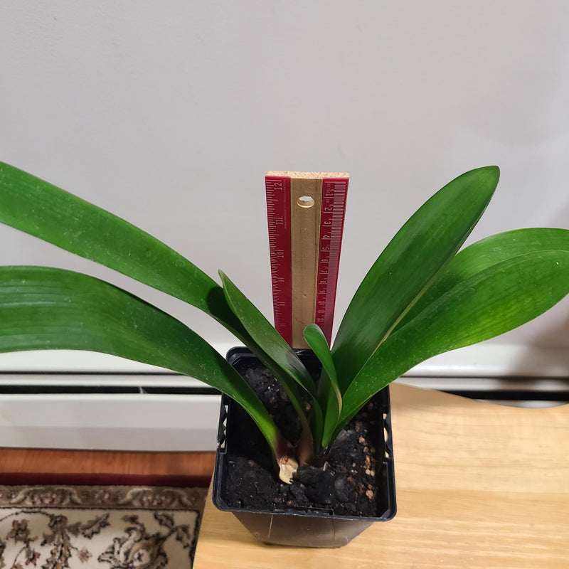Clivia Interspecific Gardenii 7 Leaves