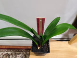 Clivia Interspecific Gardenii 7 Leaves