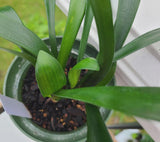 Clivia Interspecific Hybrid Seedling Plant