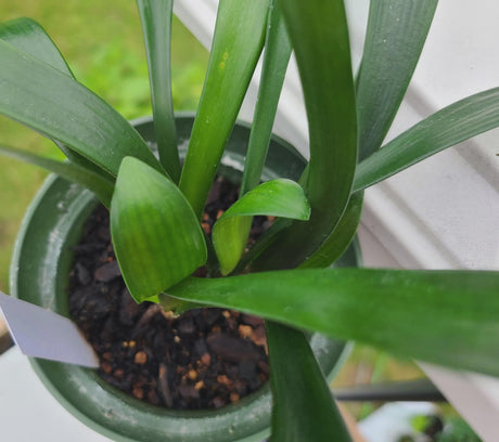 Clivia Interspecific Hybrid Seedling Plant