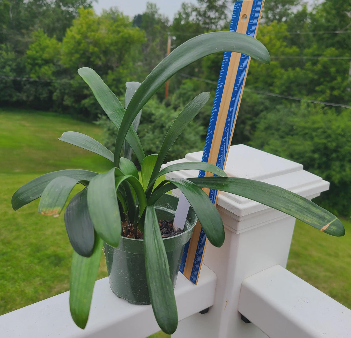 Clivia Interspecific Hybrid Seedling Plant