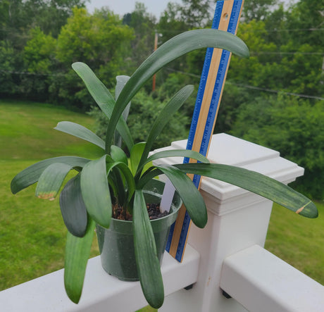 Clivia Interspecific Hybrid Seedling Plant