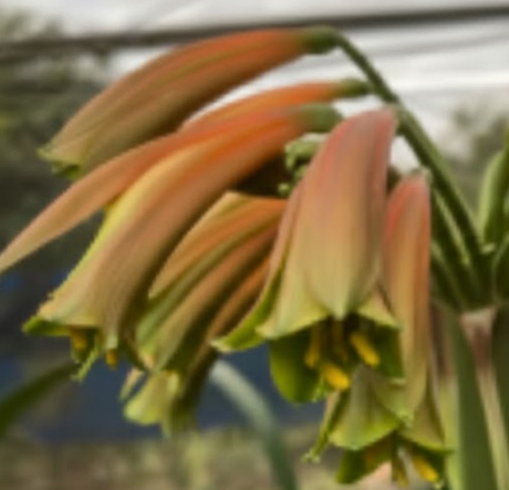 Clivia Interspecific Seedling Bengi Bronze x Hirao