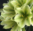 Clivia Interspecific Seedling Bengi Bronze x Hirao