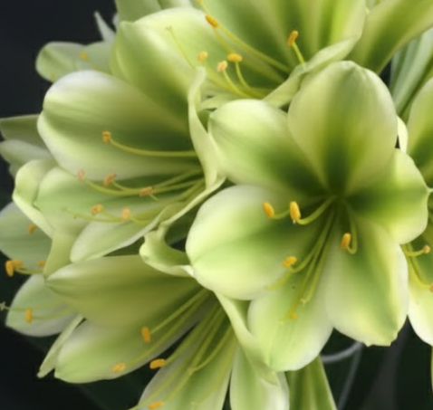 Clivia Interspecific Seedling Bengi Bronze x Hirao