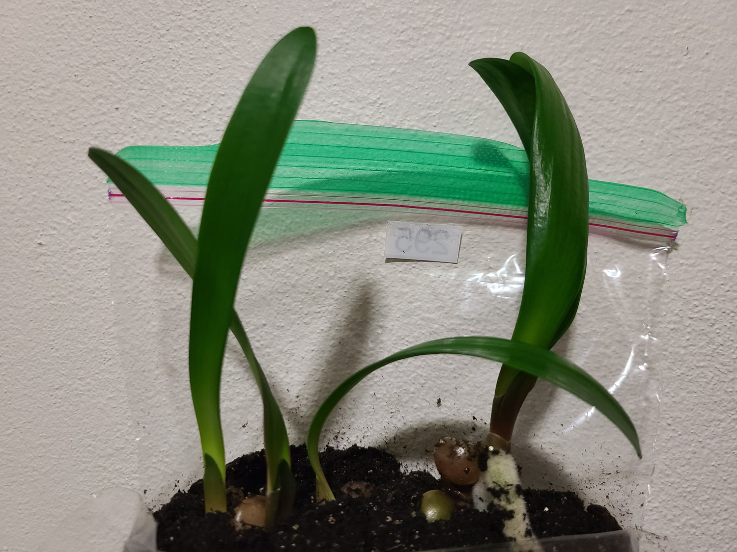 Clivia Interspecific Seedling Bronze Tube 4-5 Inches Tall