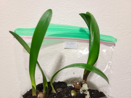 Clivia Interspecific Seedling Bronze Tube 4-5 Inches Tall