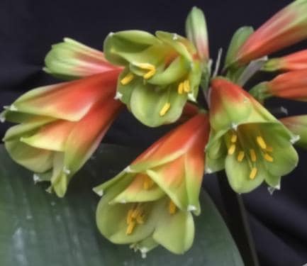 Clivia Interspecific Seedling One Plant