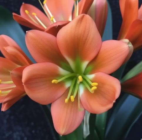 Clivia Interspecific Seedling One Plant