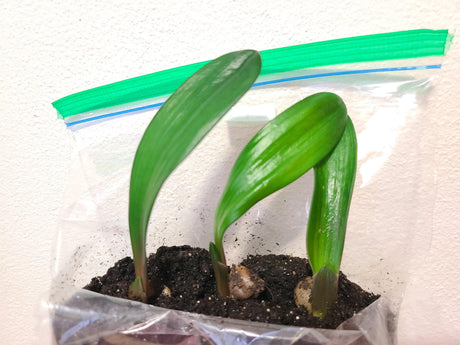 Clivia Interspecific Seedling One Plant