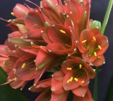 Clivia Interspecific Seedling Plant 4-6 Inches Tall