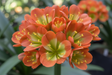 Clivia Interspecific Seedling Plant 4-6 Inches Tall