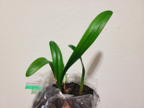 Clivia Interspecific Seedling Plant 4-6 Inches Tall