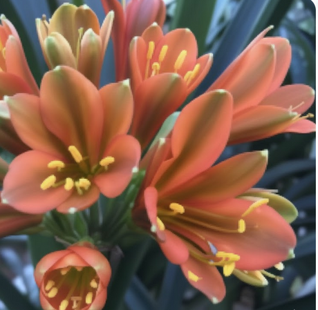 Clivia Interspecific Seedling 3-5 Inches Tall