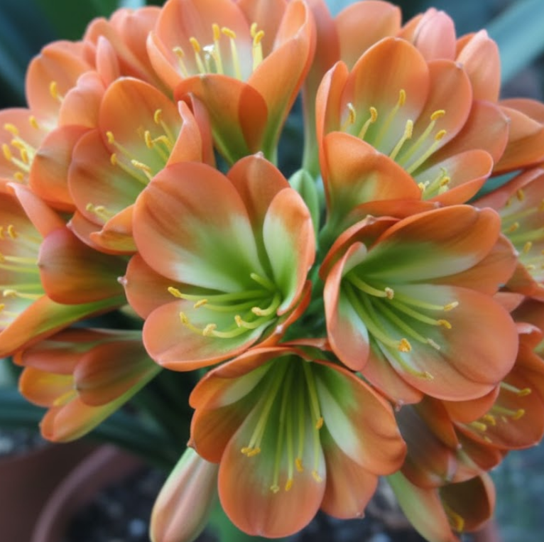 Clivia Interspecific Seedling 3-5 Inches Tall