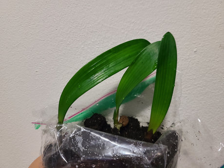 Clivia Interspecific Seedling 3-5 Inches Tall