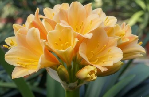 Clivia Interspecific Seedling Crossed Adele 2 x Cirque du Soleil One Plant