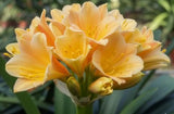 Clivia Interspecific Seedling Crossed Adele 2 x Cirque du Soleil One Plant
