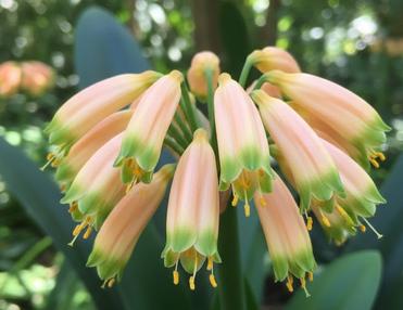 Clivia Interspecific Seedling Crossed Adele 2 x Cirque du Soleil One Plant
