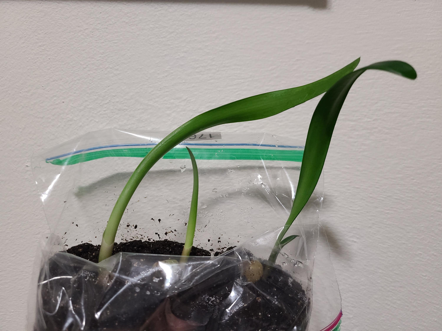 Clivia Interspecific Seedling Crossed Adele 2 x Cirque du Soleil One Plant