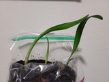 Clivia Interspecific Seedling Crossed Adele 2 x Cirque du Soleil One Plant